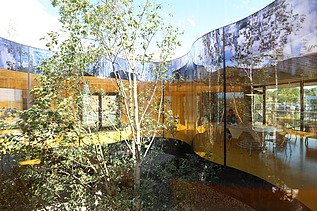 Photo of a section of a building with a glass window front. A tree top is in the picture.