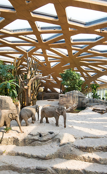 Foto des Elefantenparks in Zürich von innen. Zu sehen ist eine große Holzdachkonstruktion und Elefanten.