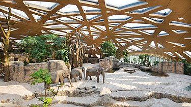 Foto eines Innenraums des Elefantenparks im Züricher Zoo. Zu sehen sind: eine markante Holzdachstruktur und Elefanten.