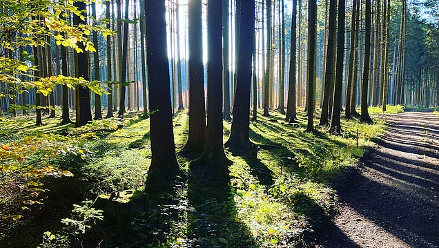 Foto eines Waldweges