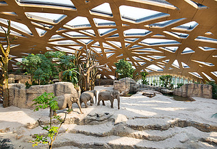 Foto des Elefantenparks in Zürich von innen. Zu sehen ist eine große Holzdachkonstruktion und Elefanten.