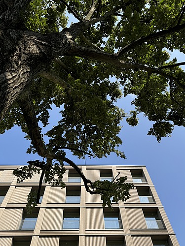 Photo of the multi-storey residential complex in Stendaler Straße Berlin. You can see a tall building with a wooden façade and a branch of a tree in front of it.