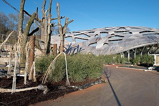 Photo of the elephant park in Zurich from the inside. You can see a large wooden roof construction and elephants.
