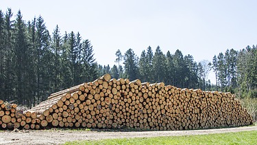 Herzstück Produktion bei ZÜBLIN Timber Foto eines Baumstammstapels im Wald.