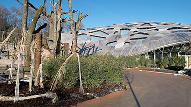 Photo of the elephant park in Zurich from the inside. You can see a large wooden roof construction and elephants.