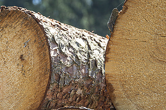 Foto von Baumstämmen