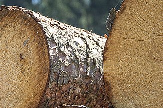 Sustainability at ZÜBLIN Timber Photo of tree trunks