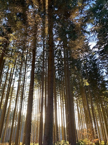 Foto von Fichtenbäumen.