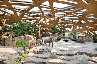 Foto eines Innenraums des Elefantenparks im Züricher Zoo. Zu sehen sind: eine markante Holzdachstruktur und Elefanten.