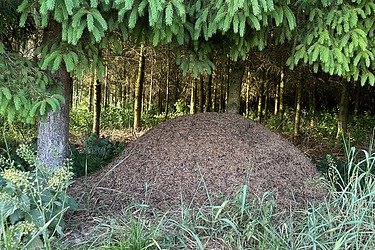 Photo of an anthill surrounded by spruce trees.